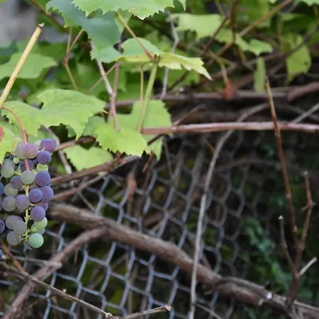 Homestay szállás Grzeda *